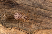 La Scytie ou l'Araigne cracheuse. Une femelle (Araneae - Scytodidae - Scytodes thoracica)